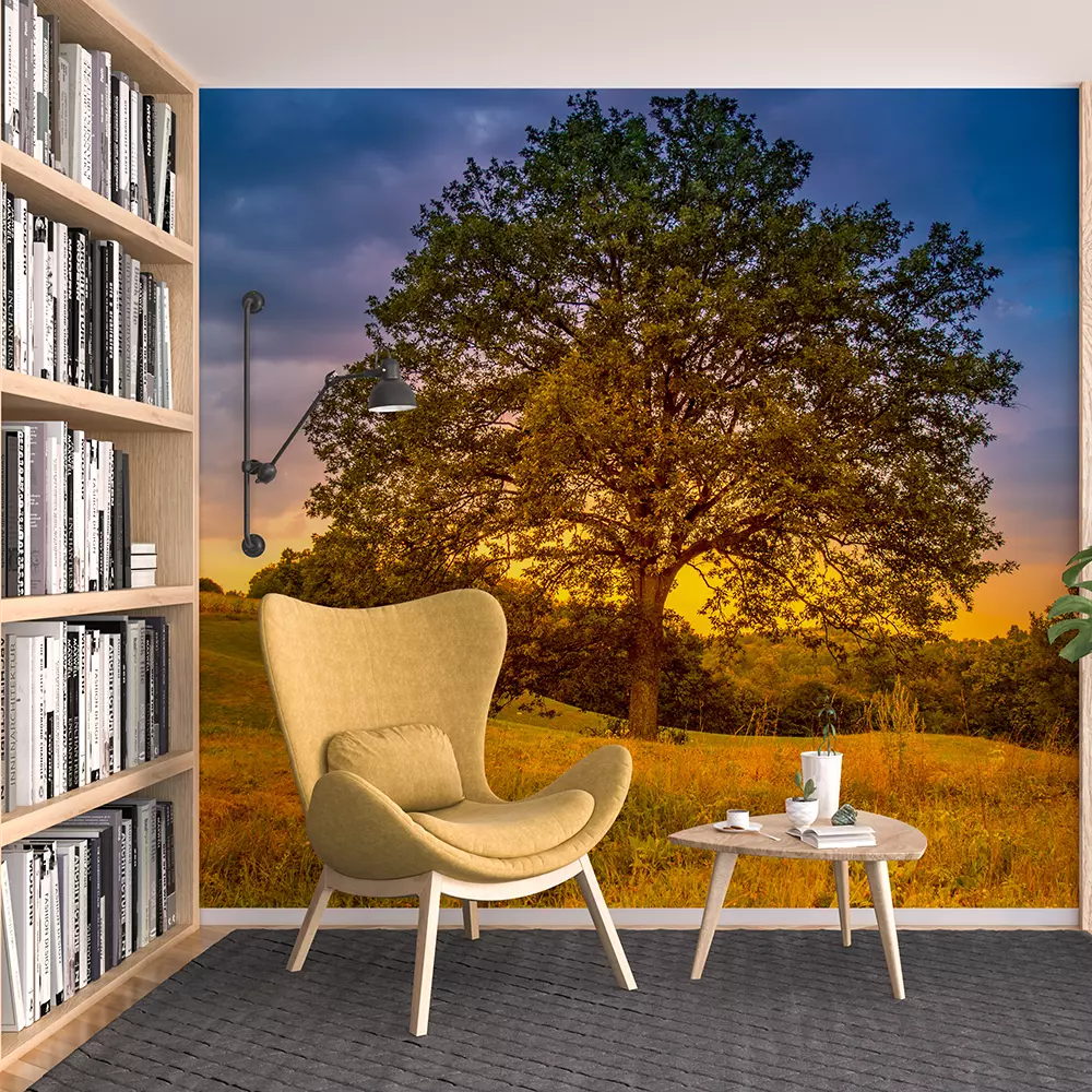 Beautiful century-old oak tree at sunset