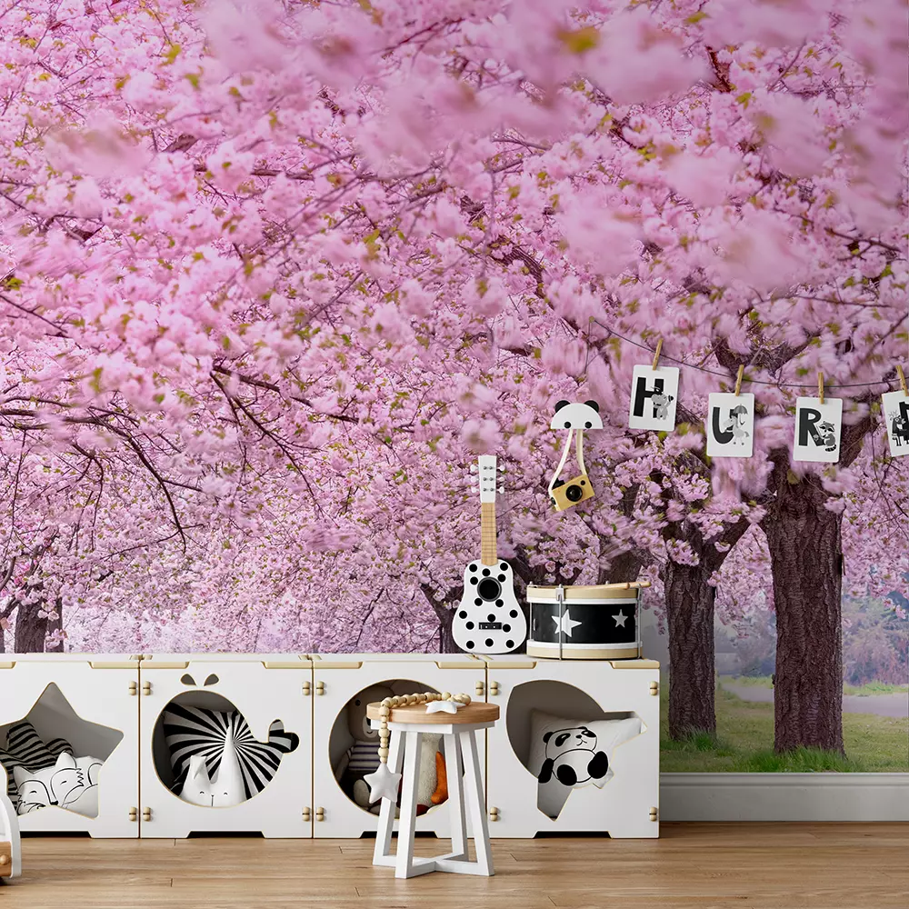 Beautiful cherry blossoms