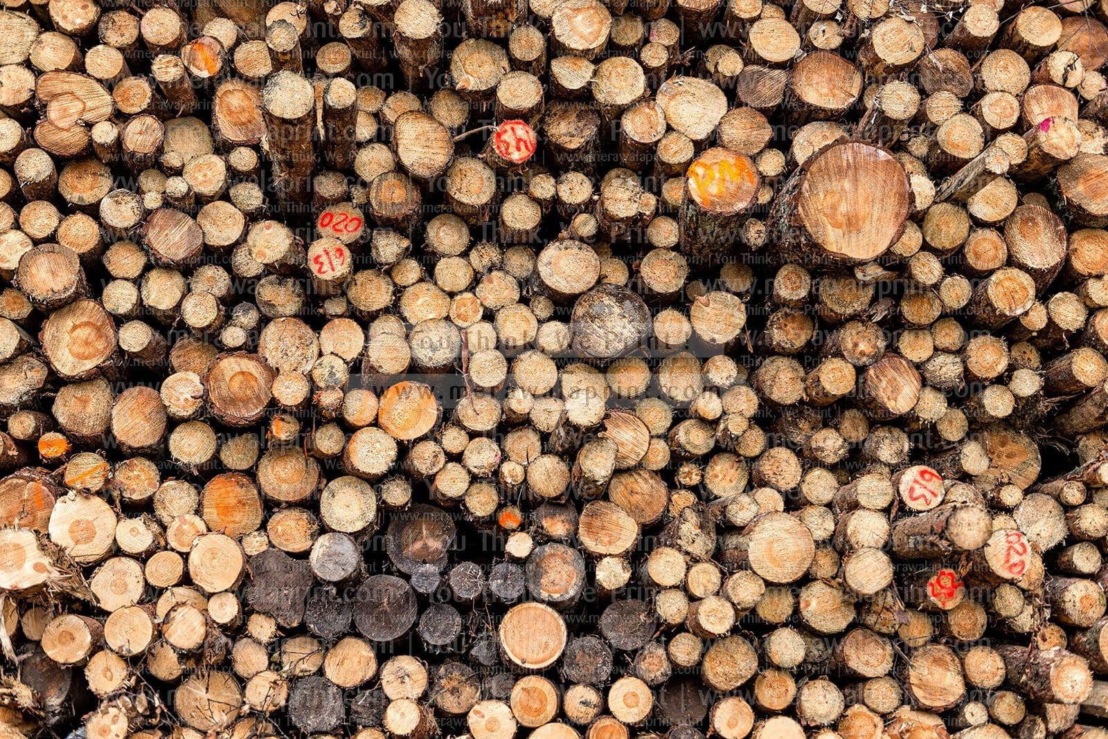 Wood Logs Poster